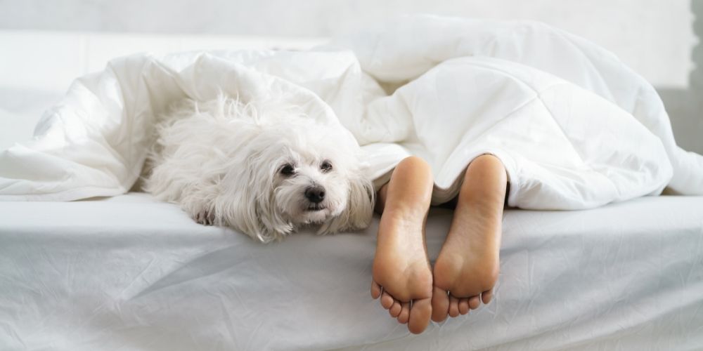 White maltese on bed with sleeping woman