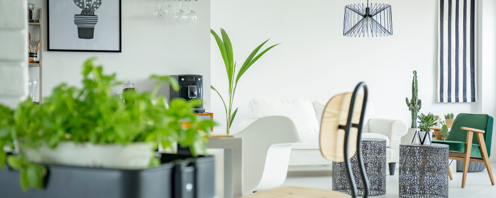 Going green with trendy indoor plants