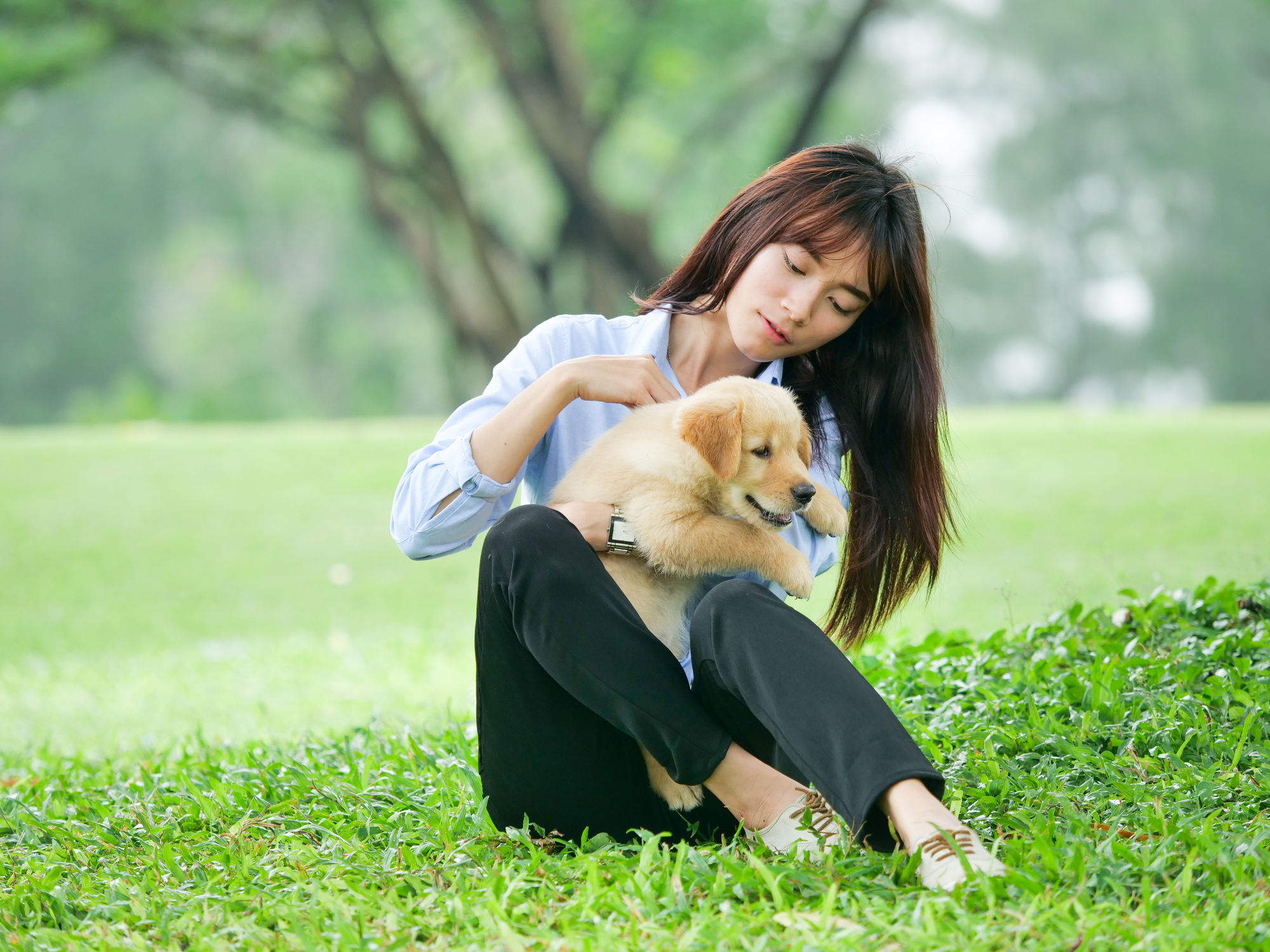 Beautiful young asian woman playing with a cute golden retriever dog in the park.