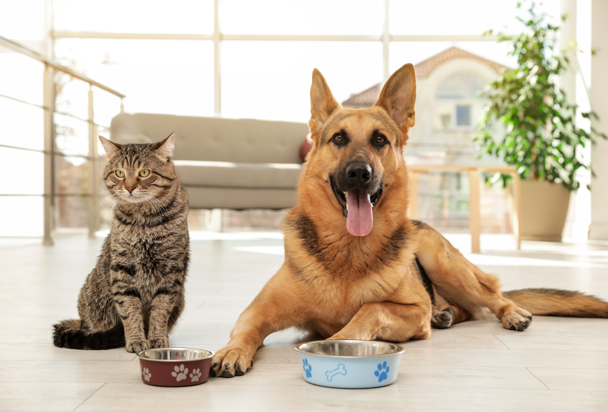 Cat and dog together with feeding bowls on floor indoors. Funny friends