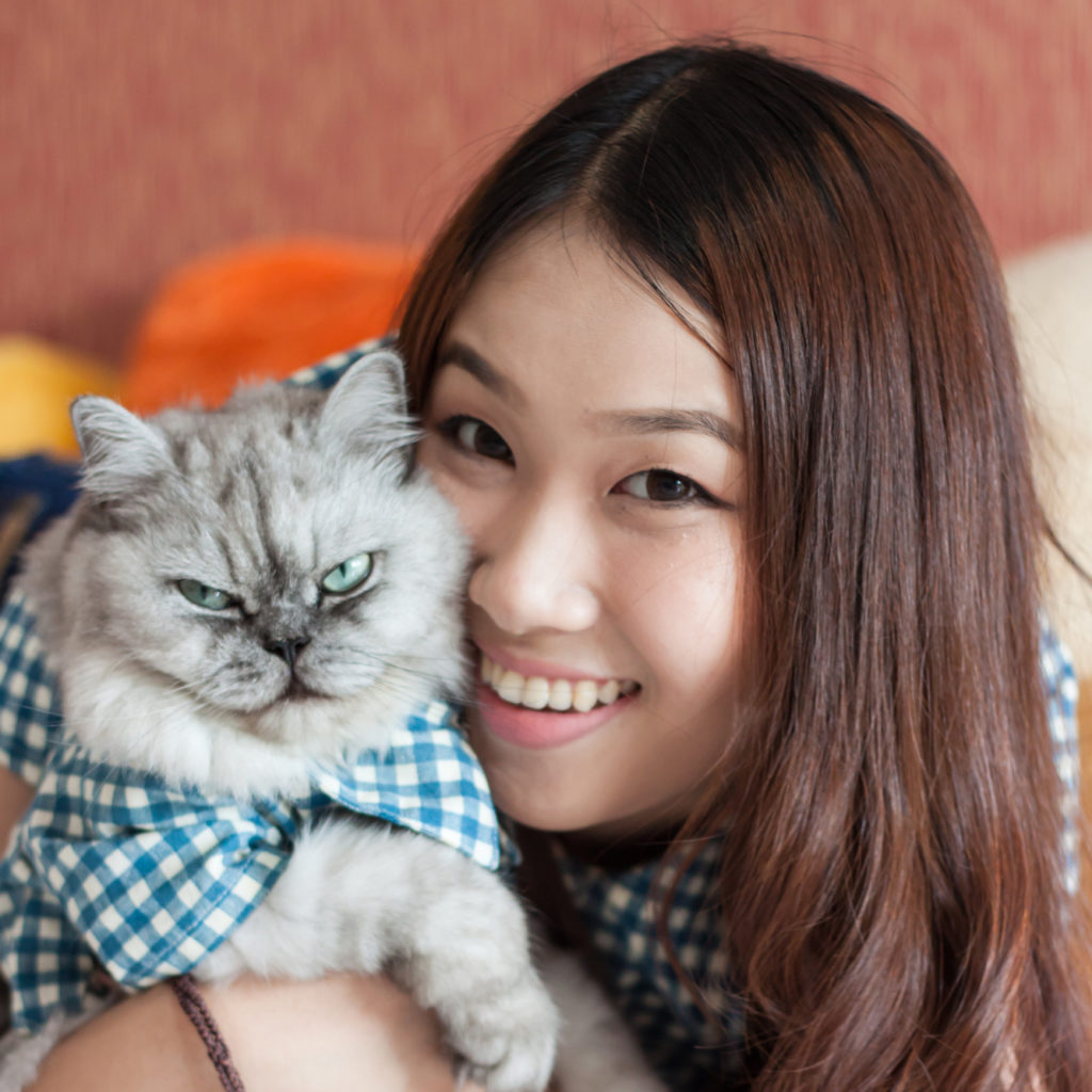Close up of young Asian woman playing with her persian cat, human-animal relationships.