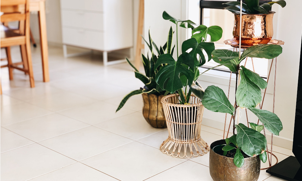 Indoor plants in designer pots