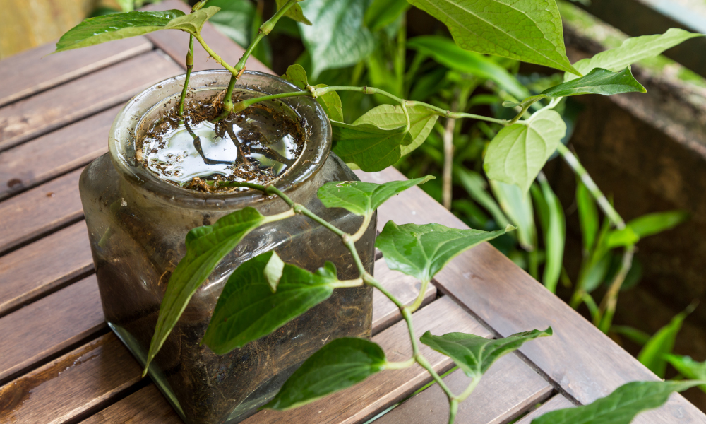 Potted plant with stagnant water, a breeding ground for mosquitoes