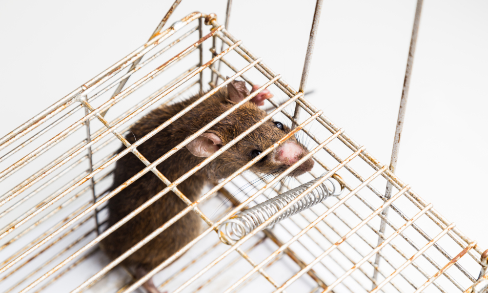 Anxious rat trapped and caught in metal cage