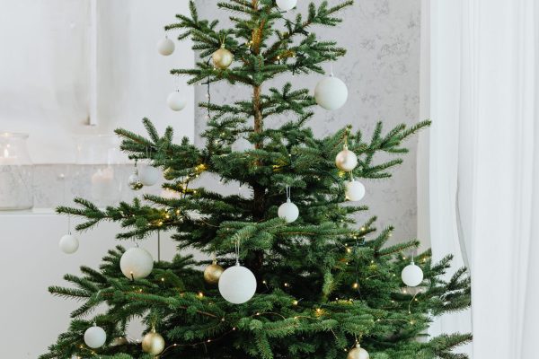 3106 pexels-karolina-grabowska-5469811