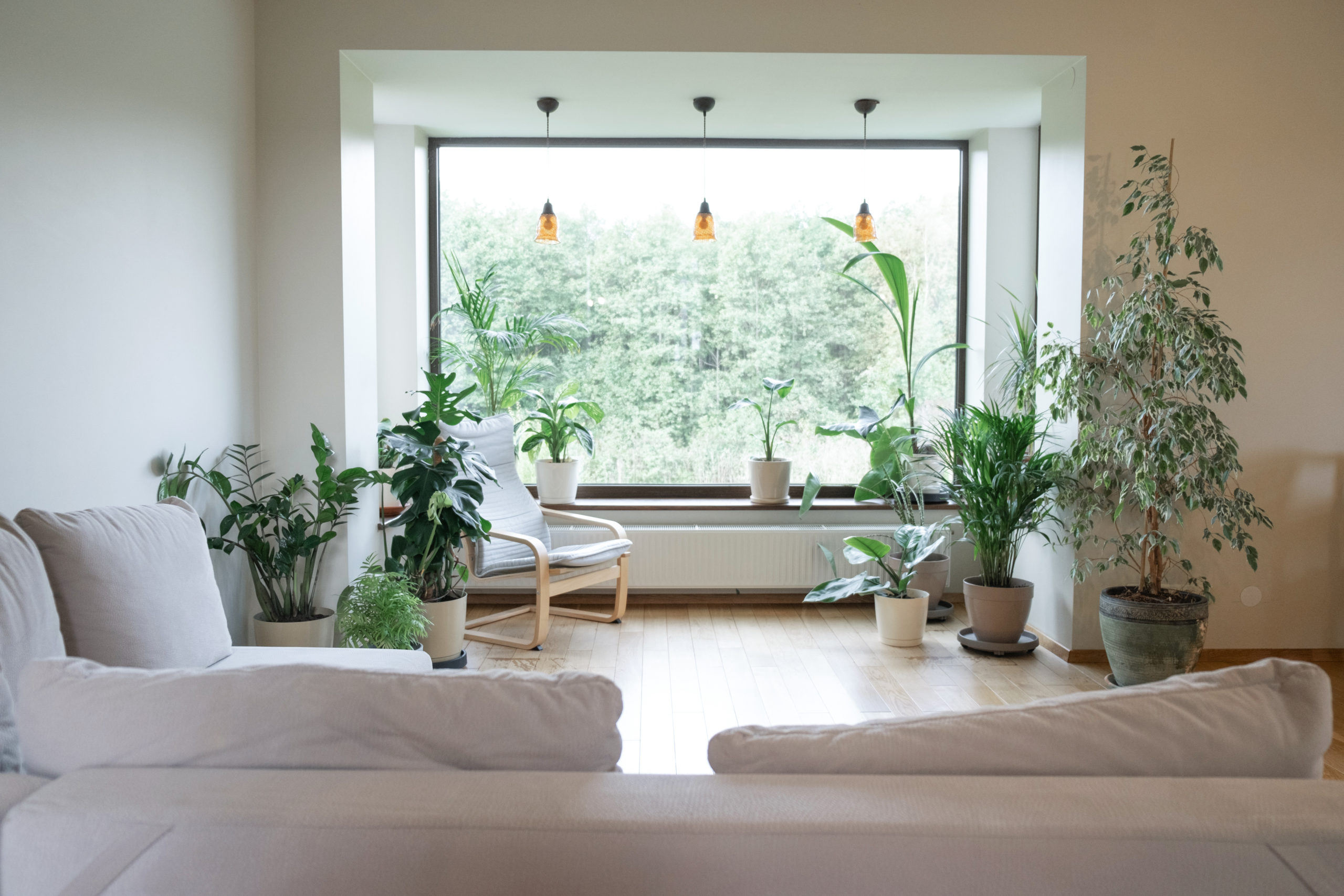 Home gardening. Cozy tropical home garden. Modern interior with indoor plants, monstera, palm trees. Urban jungle apartment. Biophilia design. Gardening, hobby concept.