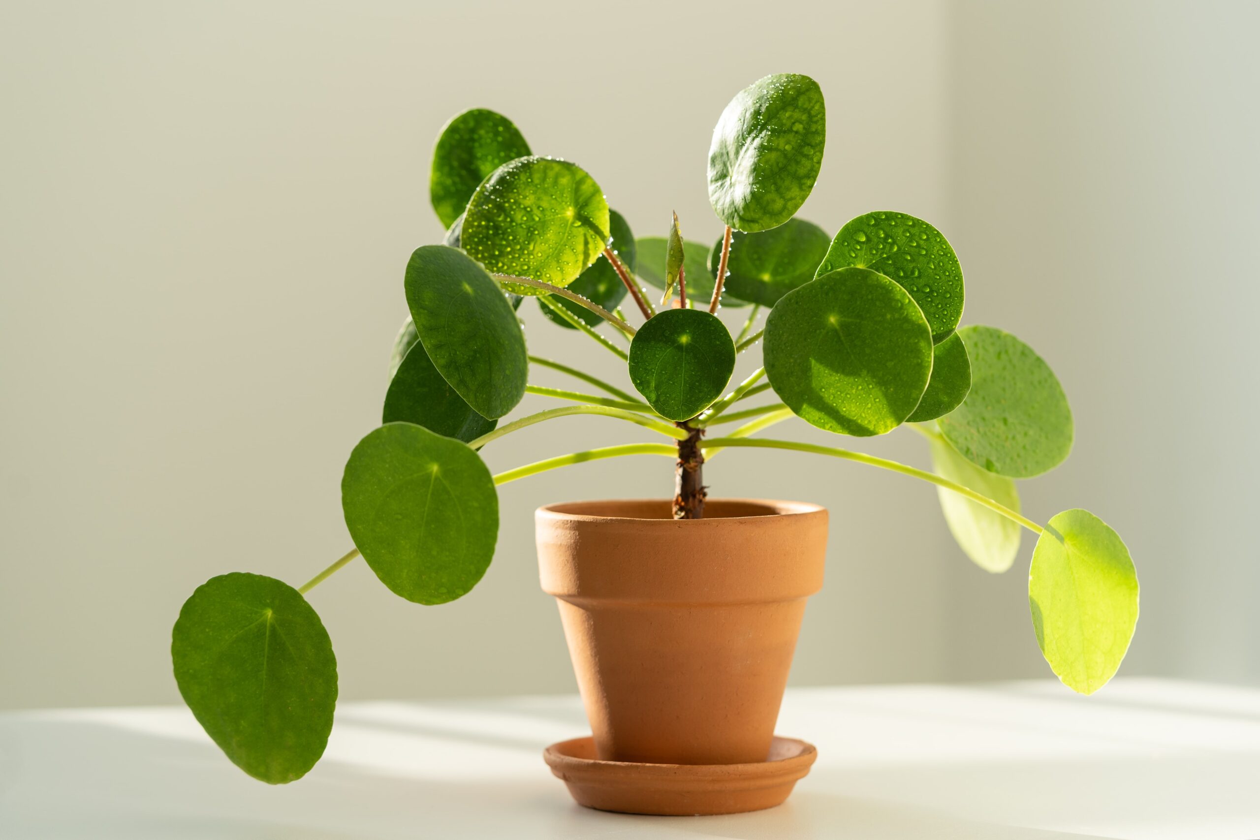 money plant feng shui pilea peperomioides