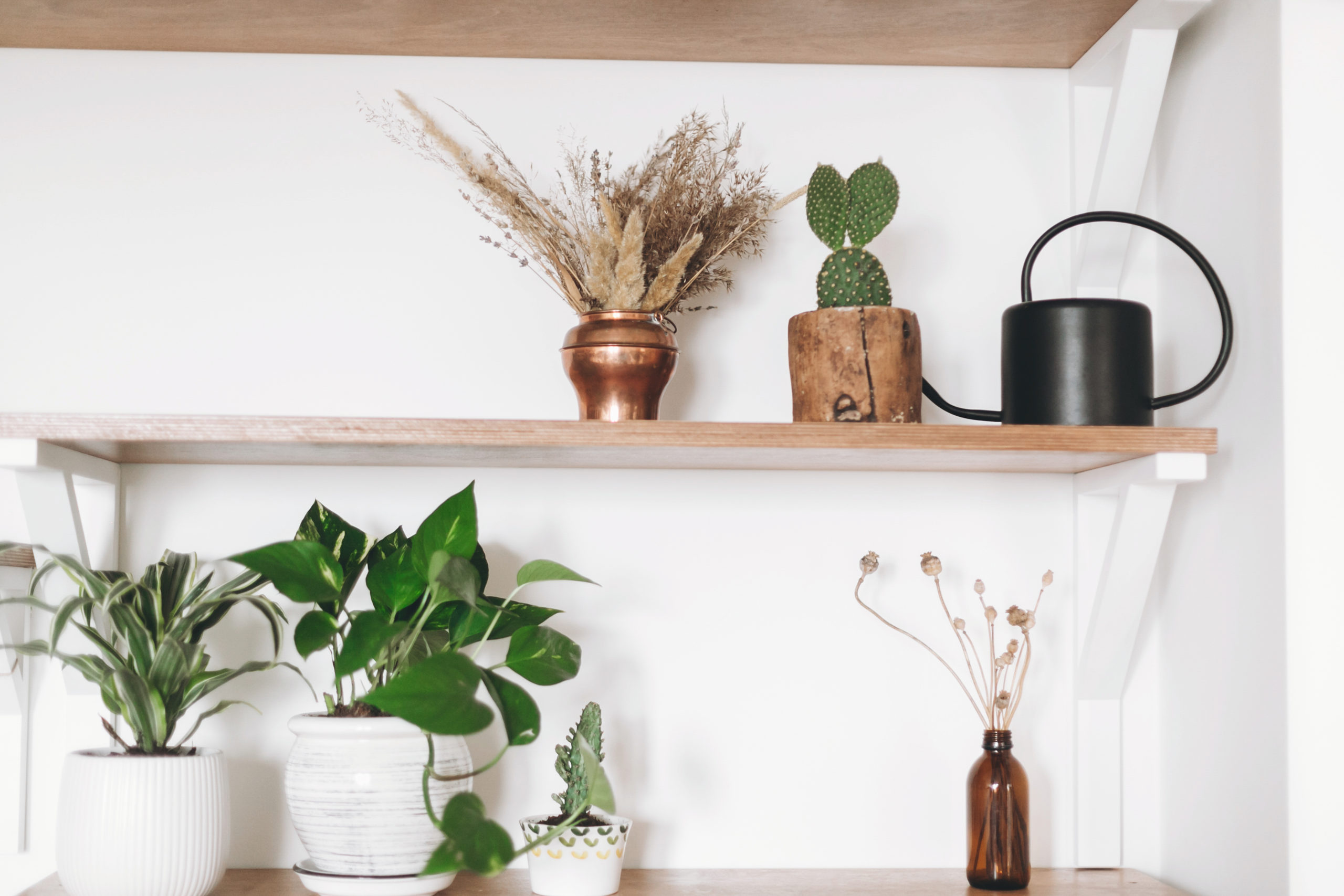 Stylish wooden shelves with green plants, black watering can, boho wildflowers. Modern hipster room decor. Cactus, epipremnum pothos, dracaena flower pots on shelf