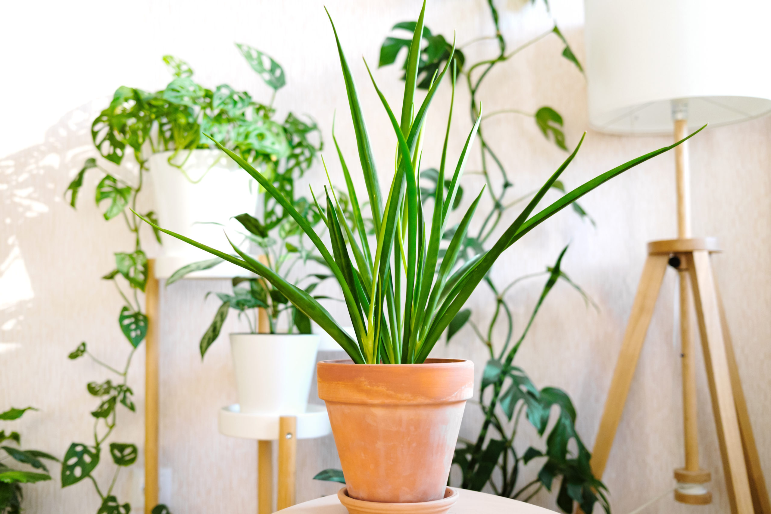 Sansevieria parva (Kenya Hyacinth) in a clay terracotta flower pot stands on a wooden stand for flowers in the living room against the backdrop of many home plants. Home plants care concept.